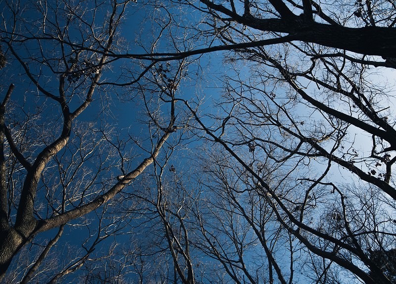 晴天の青空を背景に枝が伸びる葉のない冬の雑木林を見上げた写真