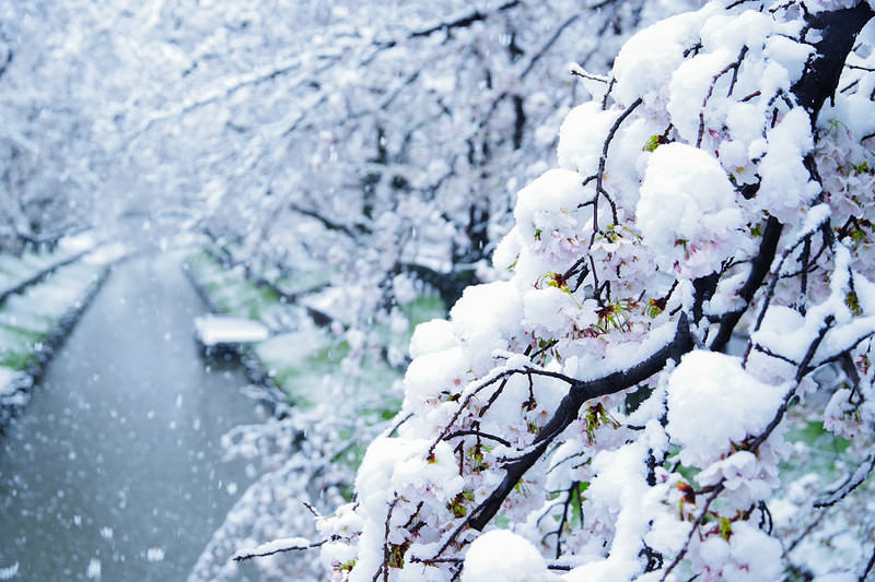'積雪した桜の枝に咲く薄紅色の花と冬の情景'