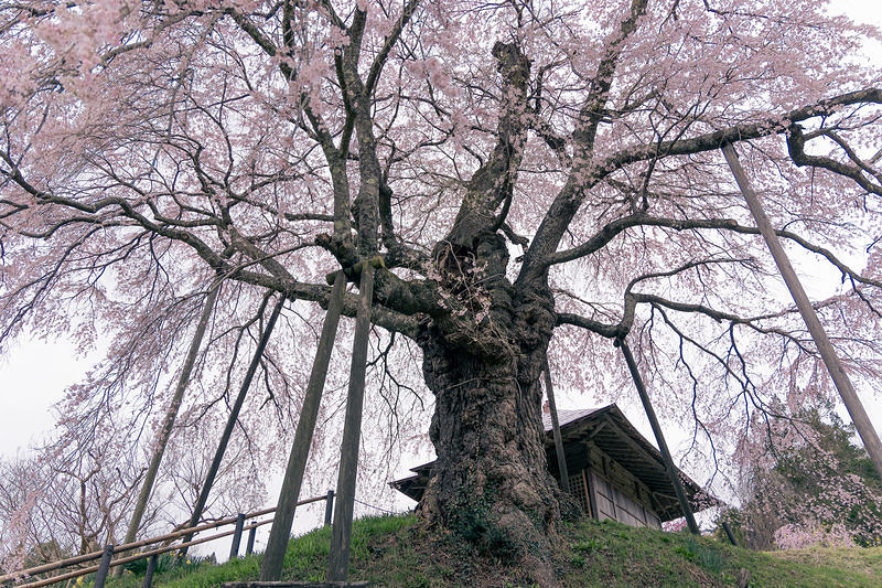 '樹齢数百年の上石の不動桜、満開の大樹を下から見上げた迫力の構図'