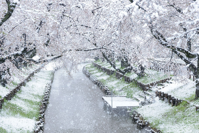 '満開の桜が降雪で白く染まる河川敷の遊歩道'