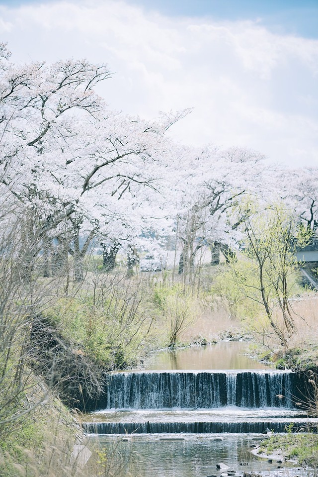 '福島県会津若松市の桜並木と流れる小川の春景色'