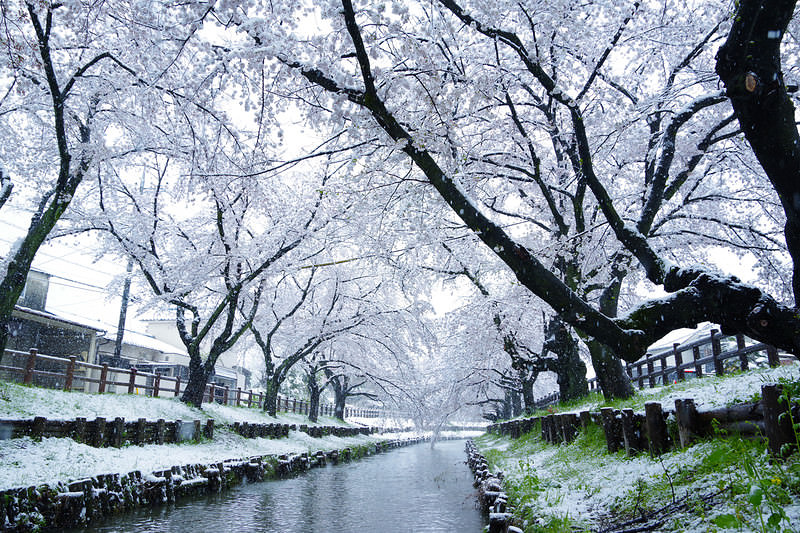 桜満開の時期に積もる雪、川沿いの雪桜並木