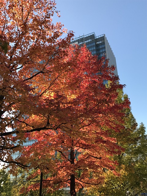 横浜の紅葉