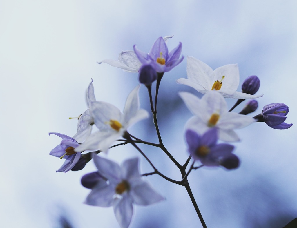 青紫と白の花