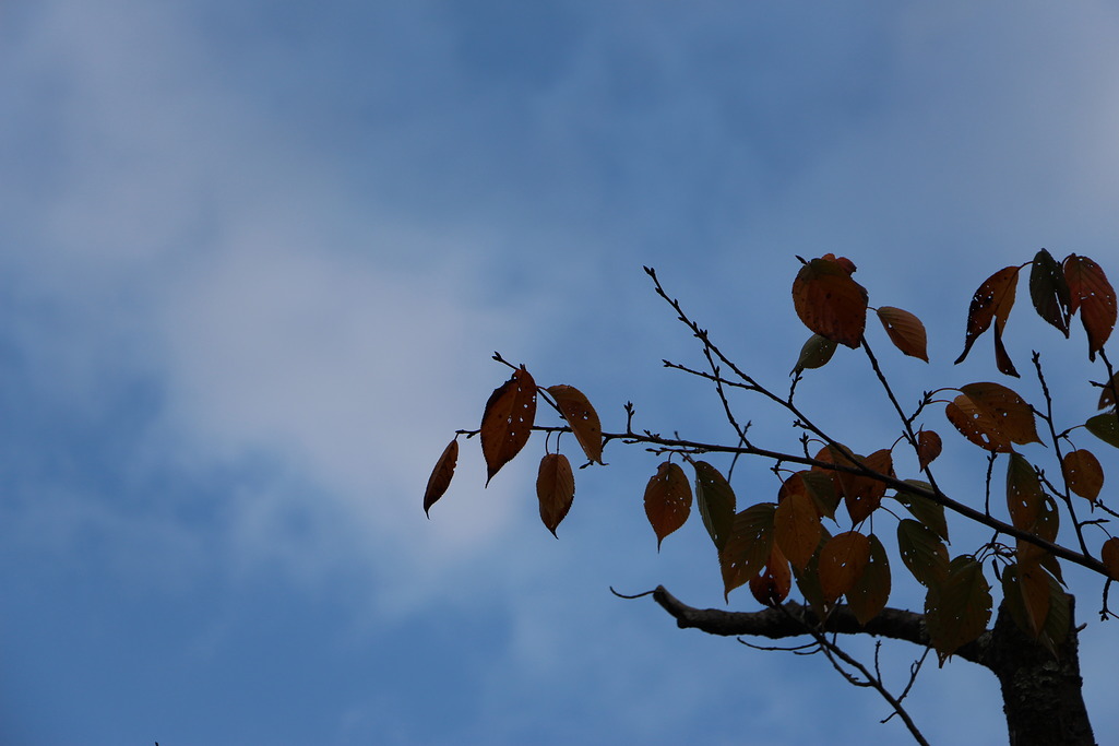 秋と空