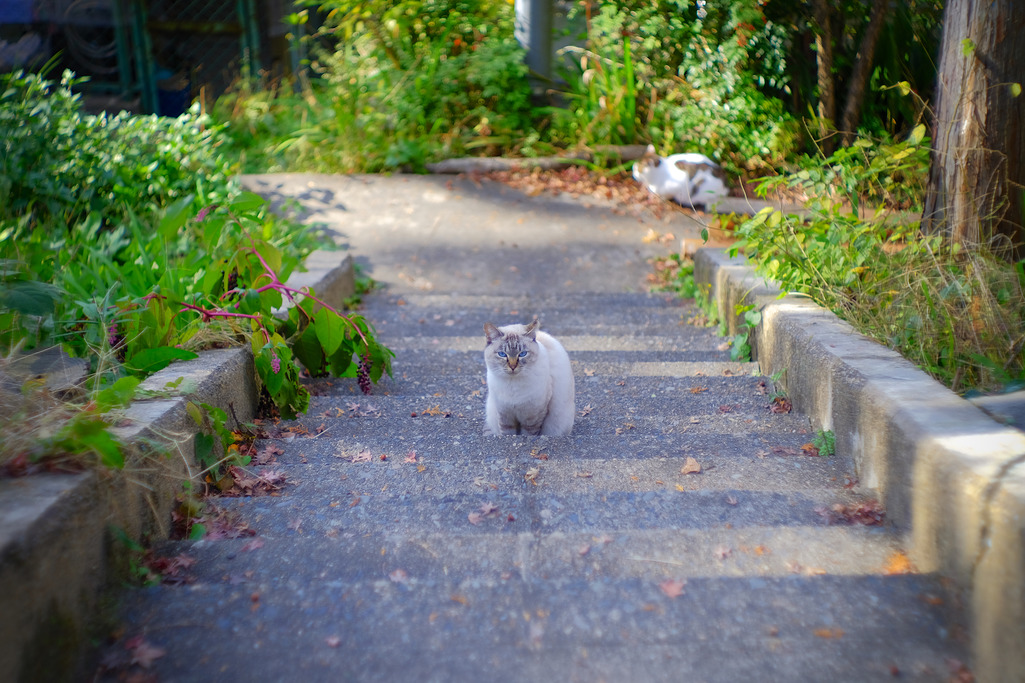 京都で出会った猫２