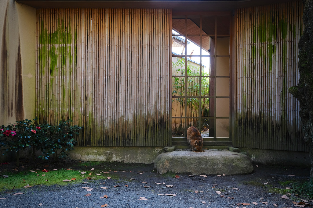 京都で出会った猫