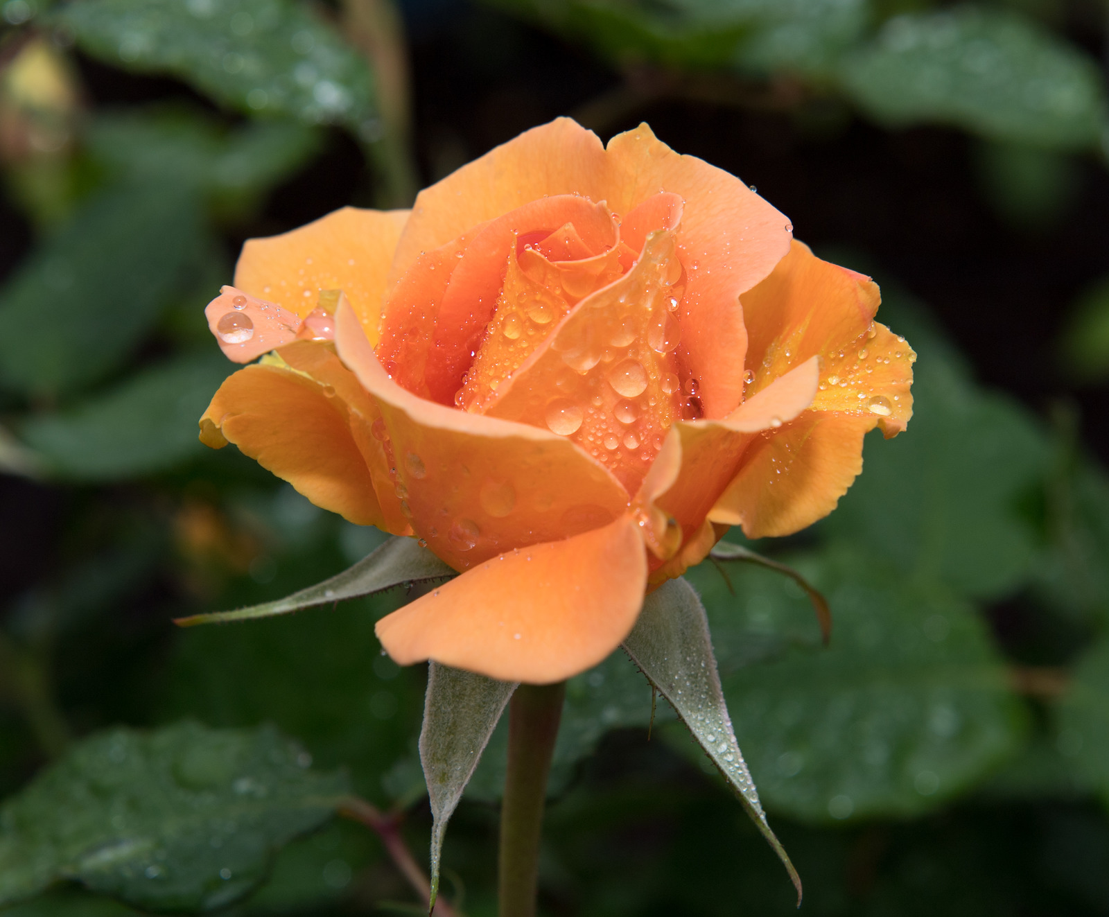 雨濡れの薔薇