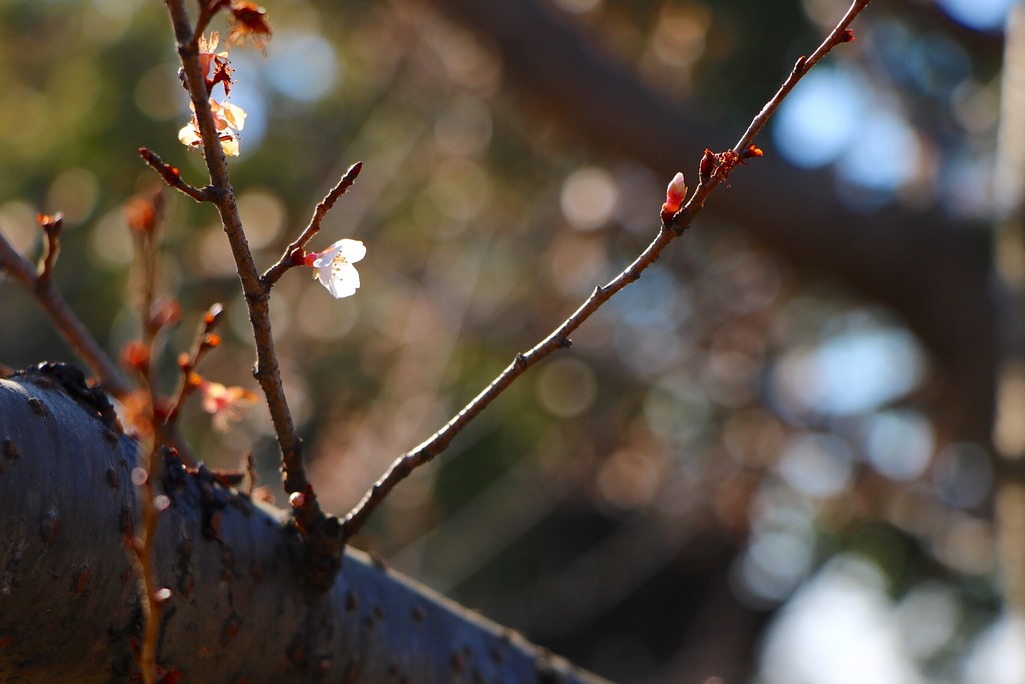 四季咲き桜