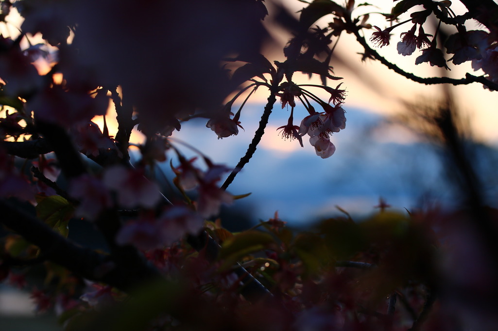 雨上がりの夕暮れと桜