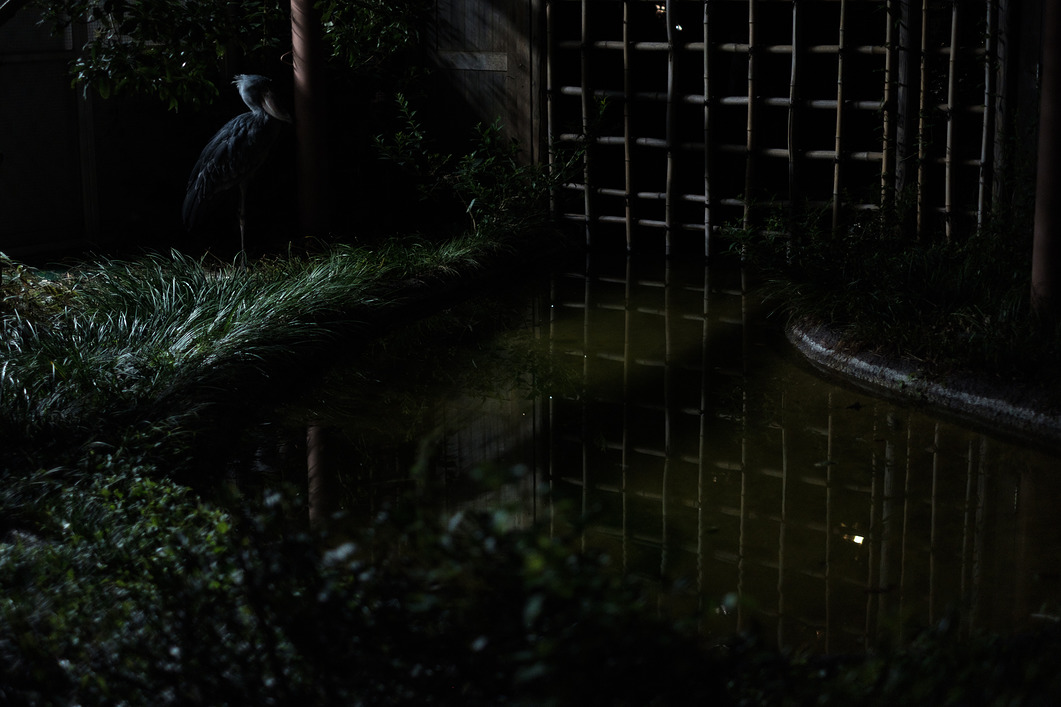 夜の上野動物園