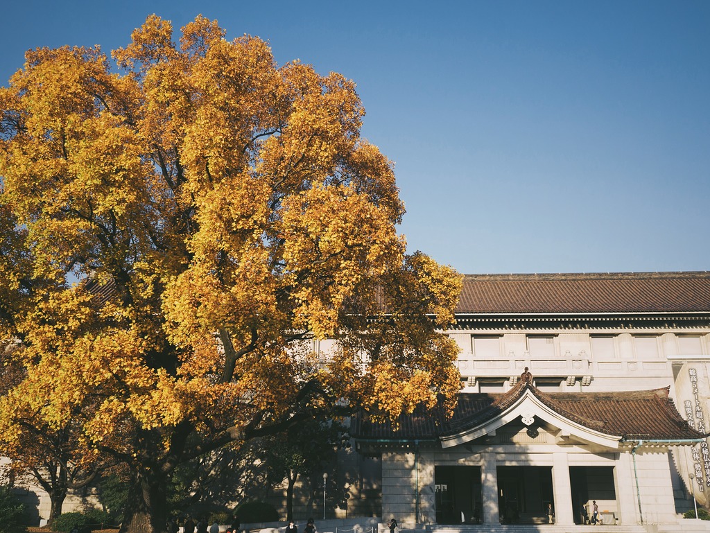 上野のでっかい銀杏の木