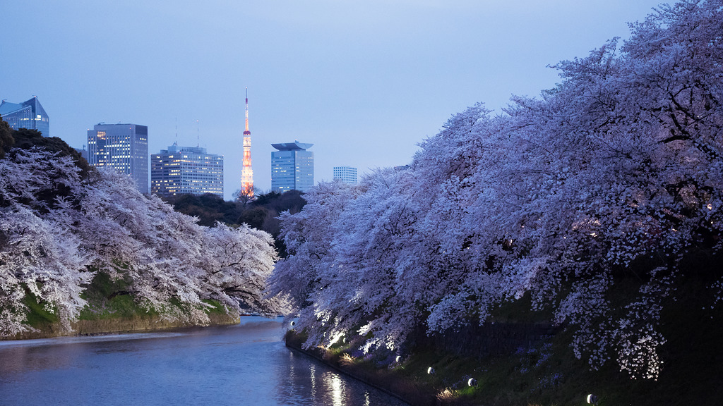 東京タワーと満開の夜桜@千鳥ヶ淵