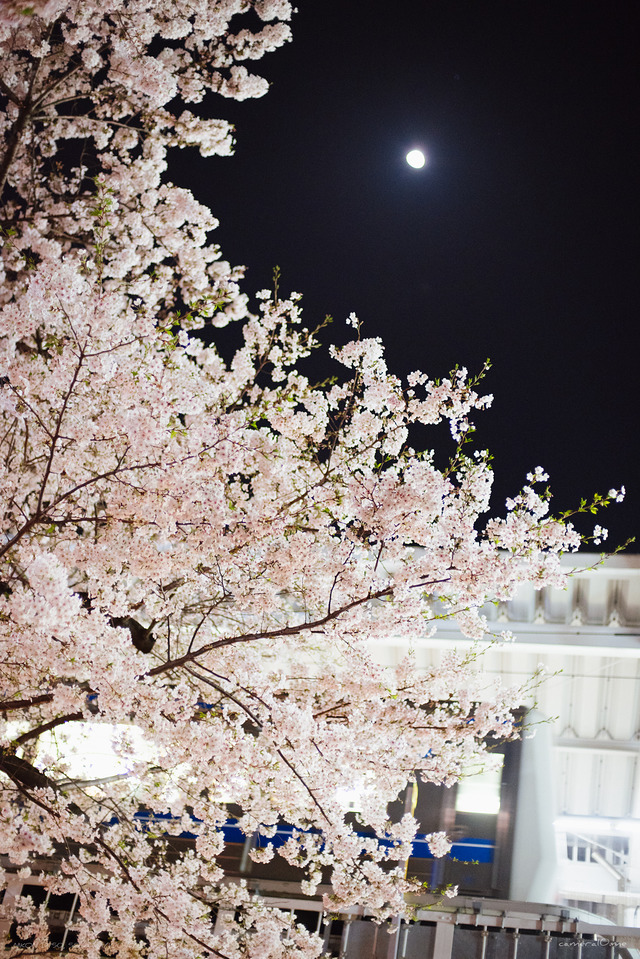 月と電車と桜