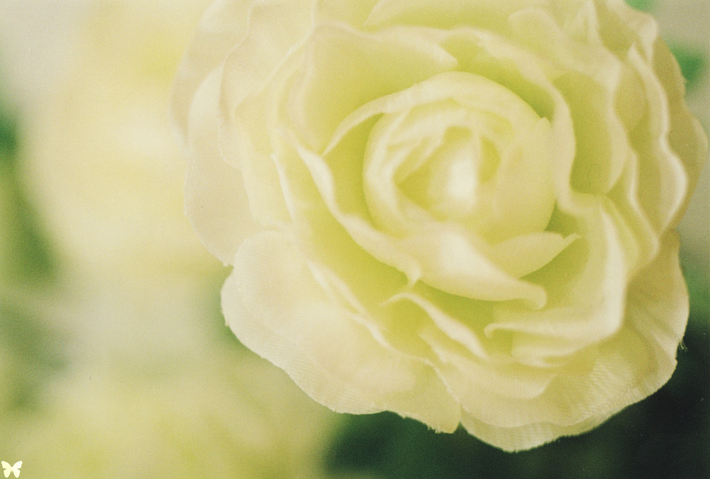 白き花。