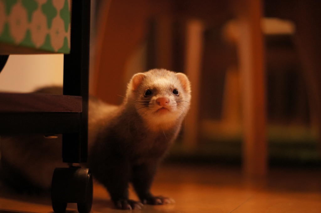 何を見てるのかな？