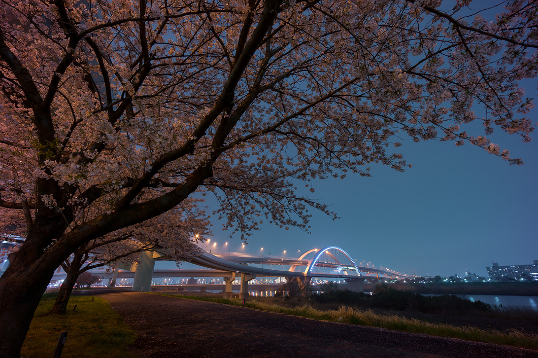 満開の桜とライトアップされた五色桜大橋