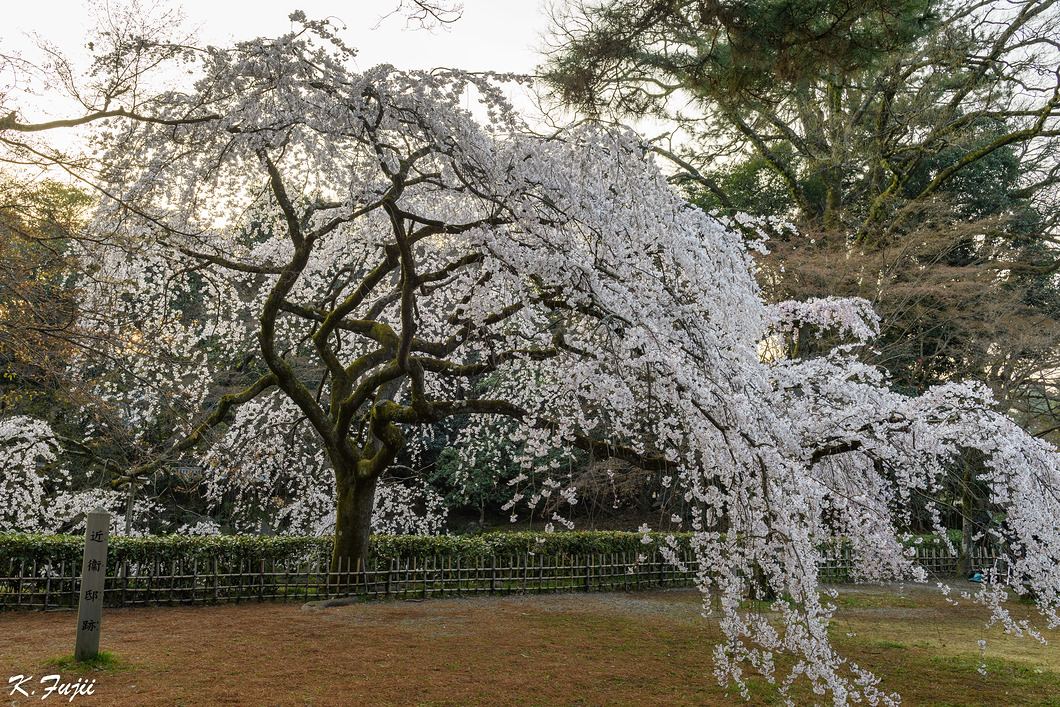 京都御苑　夜明け直後の枝垂桜