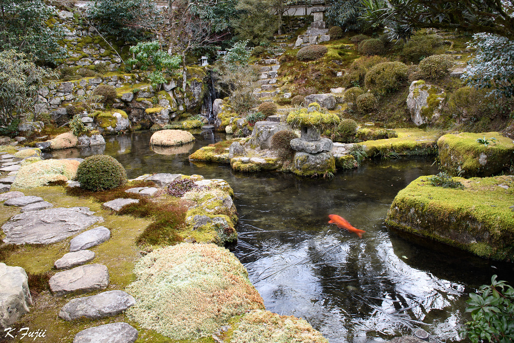 京都 大原 実光院 。寒くて池は凍りついてますが、鯉は悠々と。