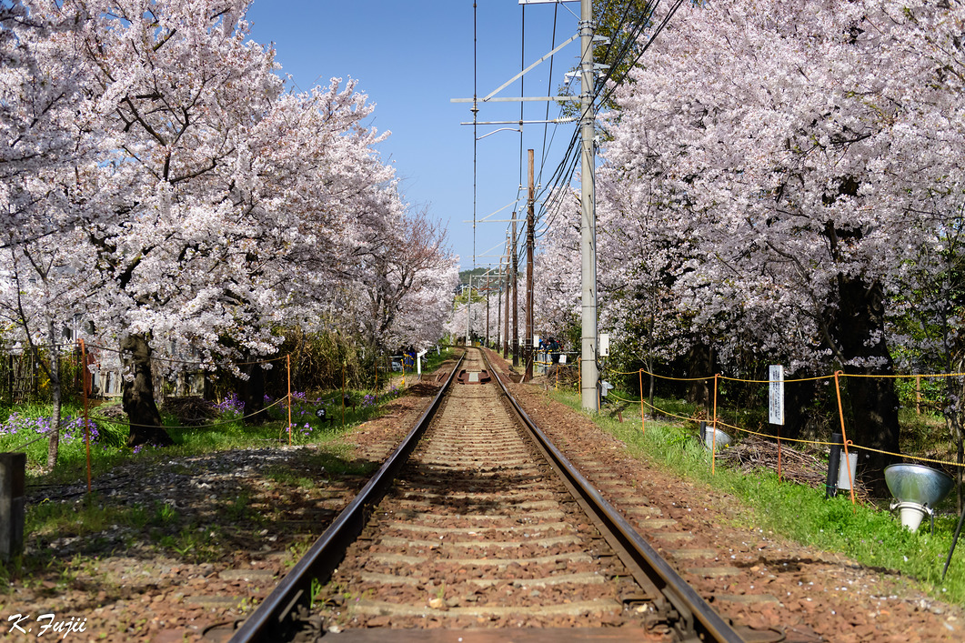 京都 京福電鉄、桜の沿線