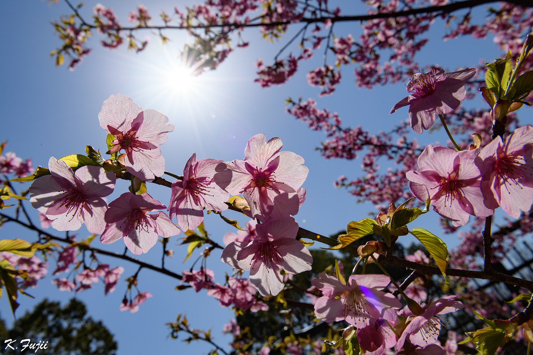 近所の河津桜。満開でした。