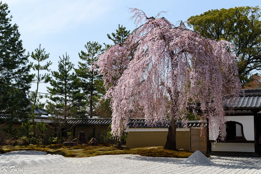 京都 高台寺。枝垂れ桜がちょうど身頃でした。