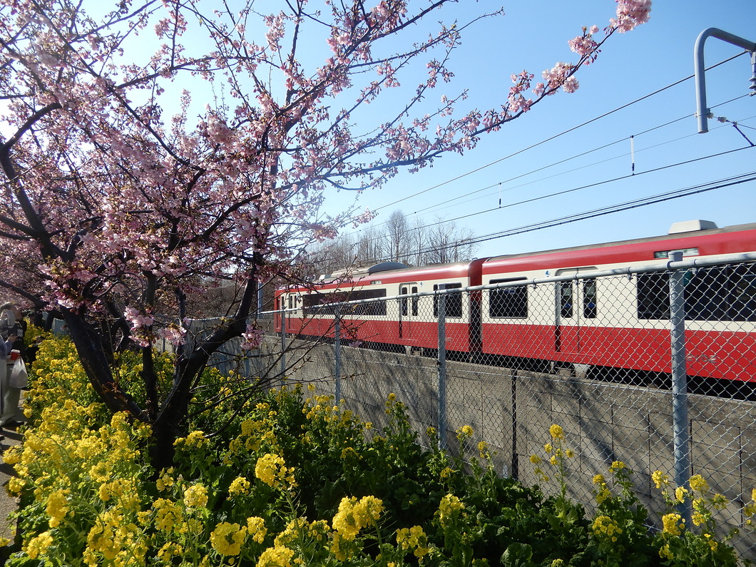 ピンクの河津桜と黄色の菜の花と赤い電車