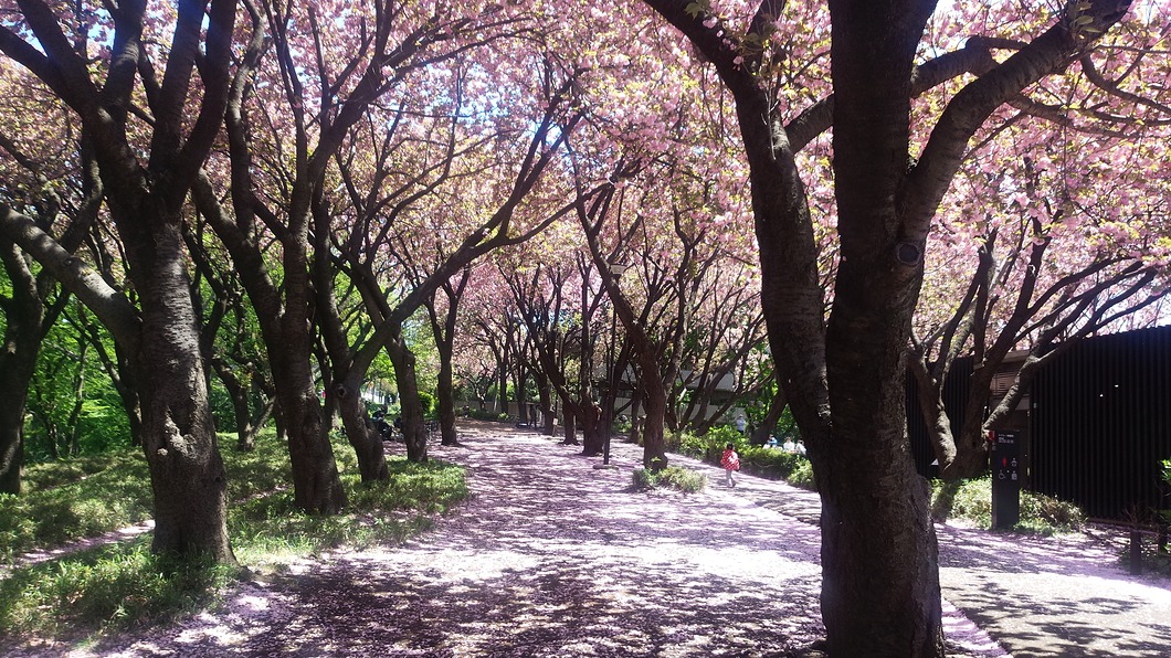 カーボン山の八重桜