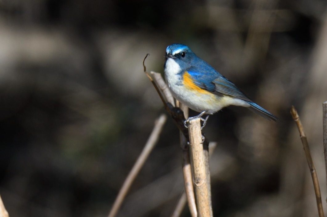 幸せの青い鳥…３