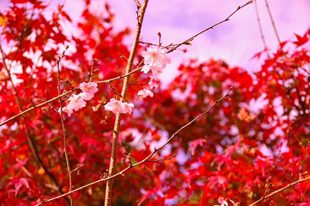 長寿桜と紅葉
