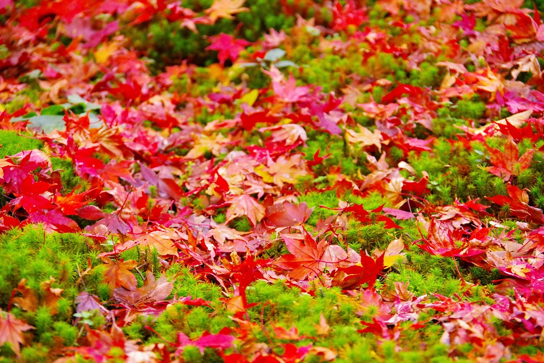 紅葉と苔の絨毯