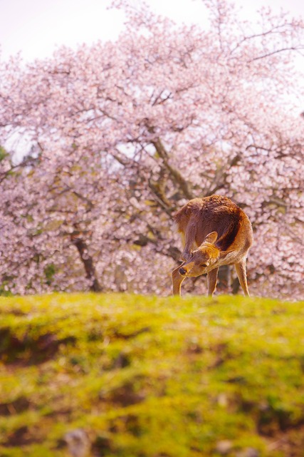 桜と鹿