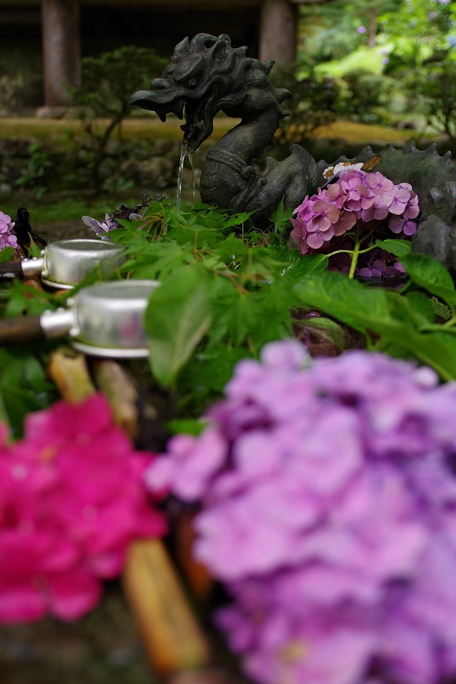 手水舎と紫陽花