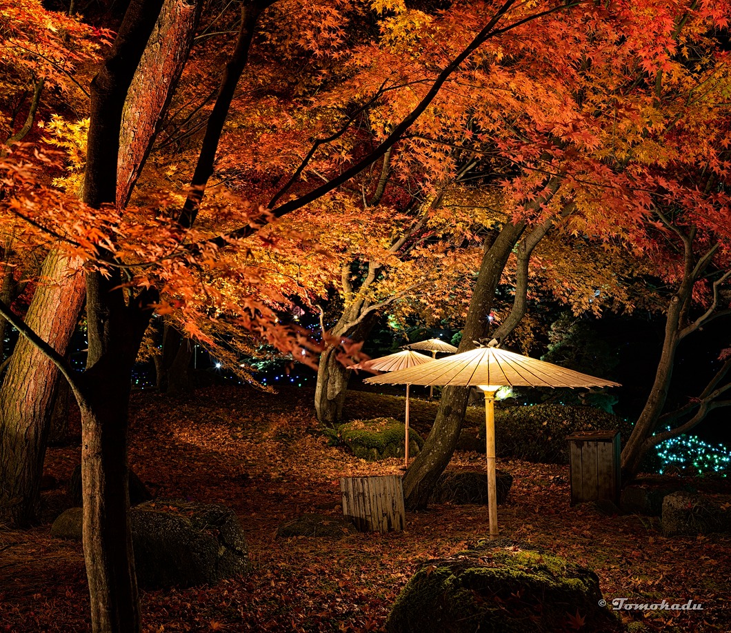 晩秋の傘景