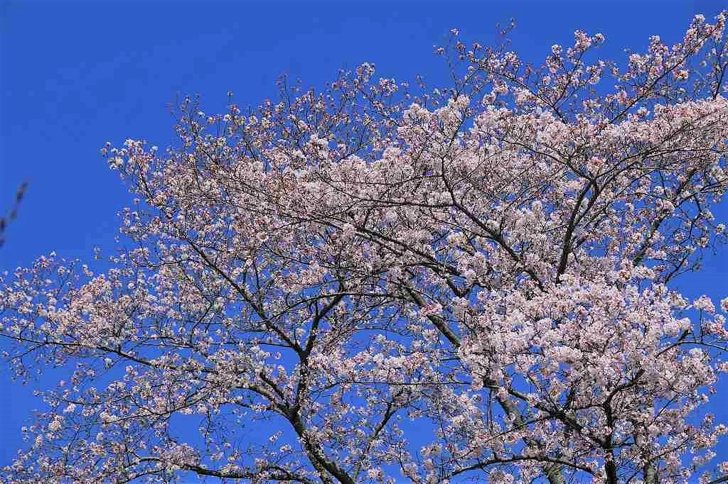 裏山の桜です