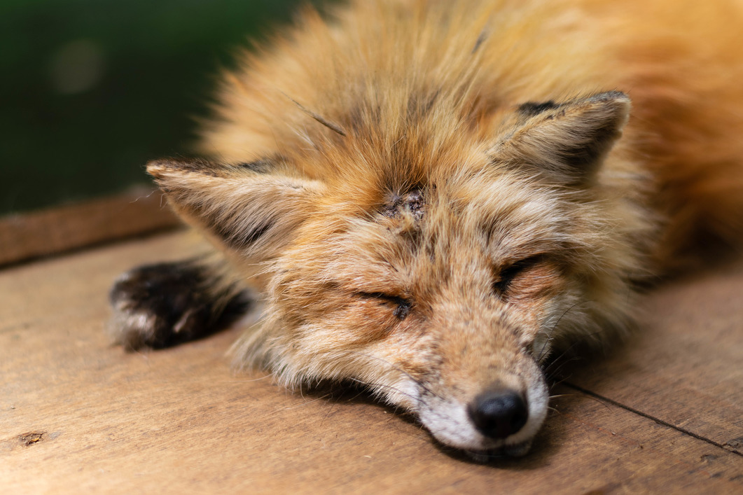sleeping foxes 2