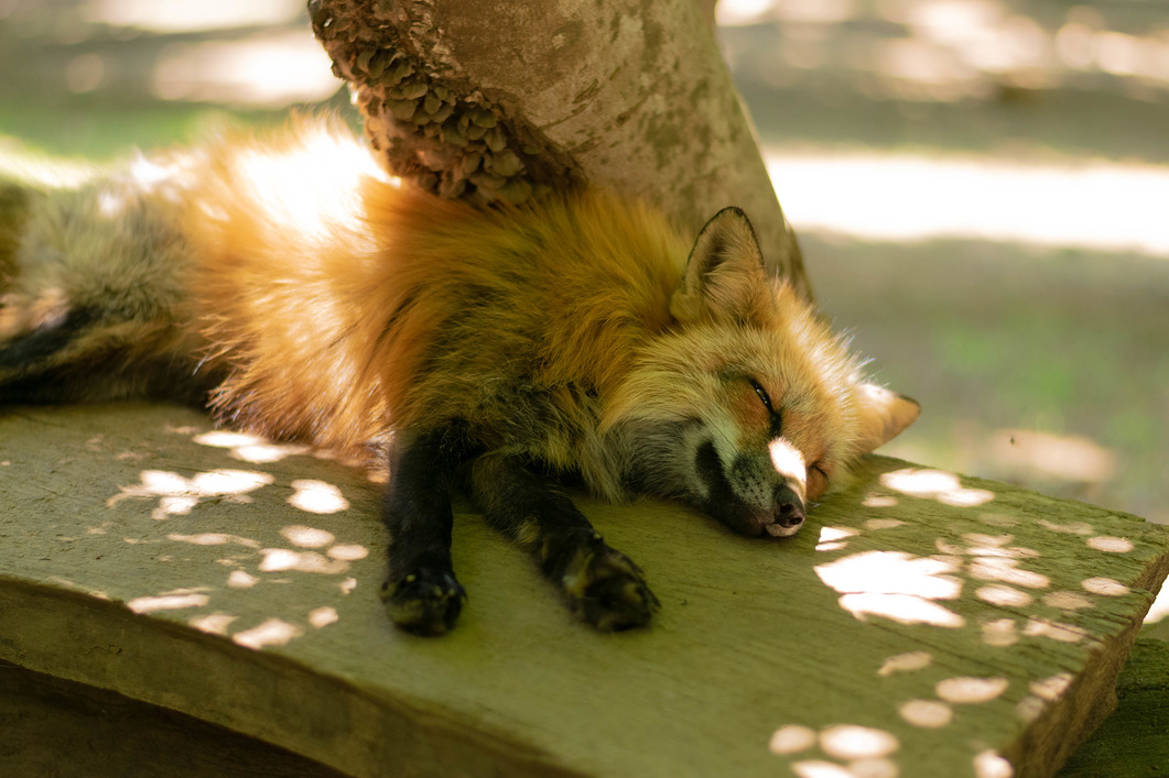 Sleeping Fox 3