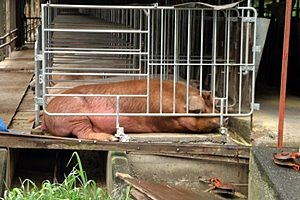 'まったり　八田政樹'