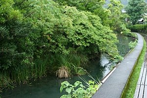 '浮島散策　八田政樹'