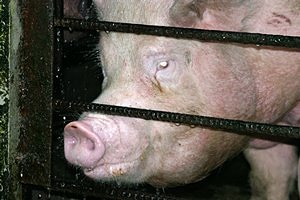 '気合い入ってます　八田政樹'