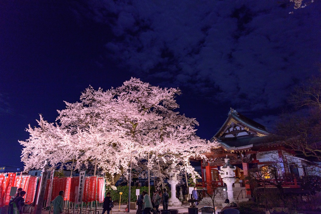 高尾の夜桜