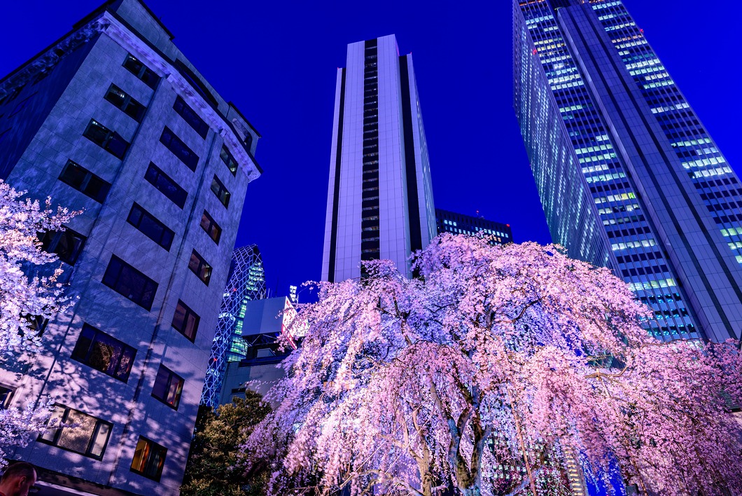 新宿の夜桜