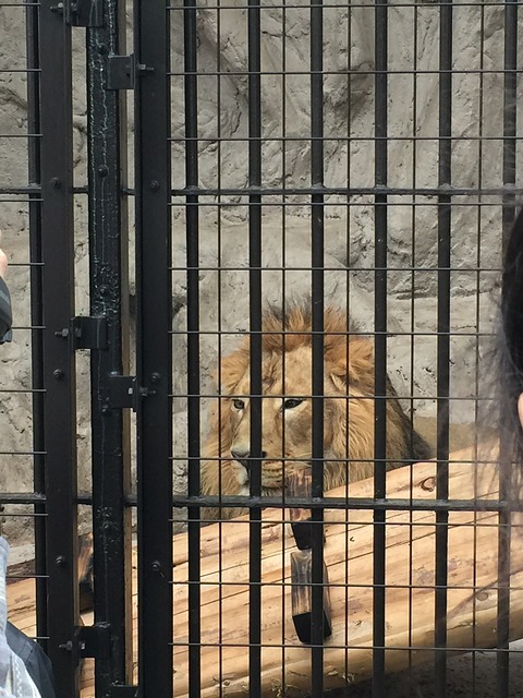 檻の中のライオン