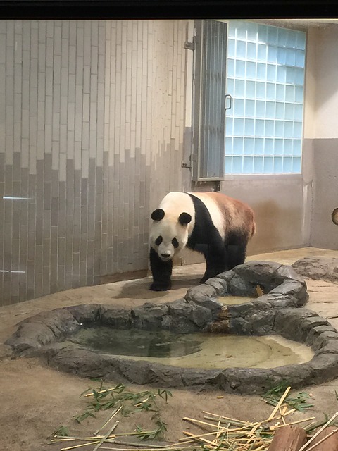 パンダ（上野動物園）