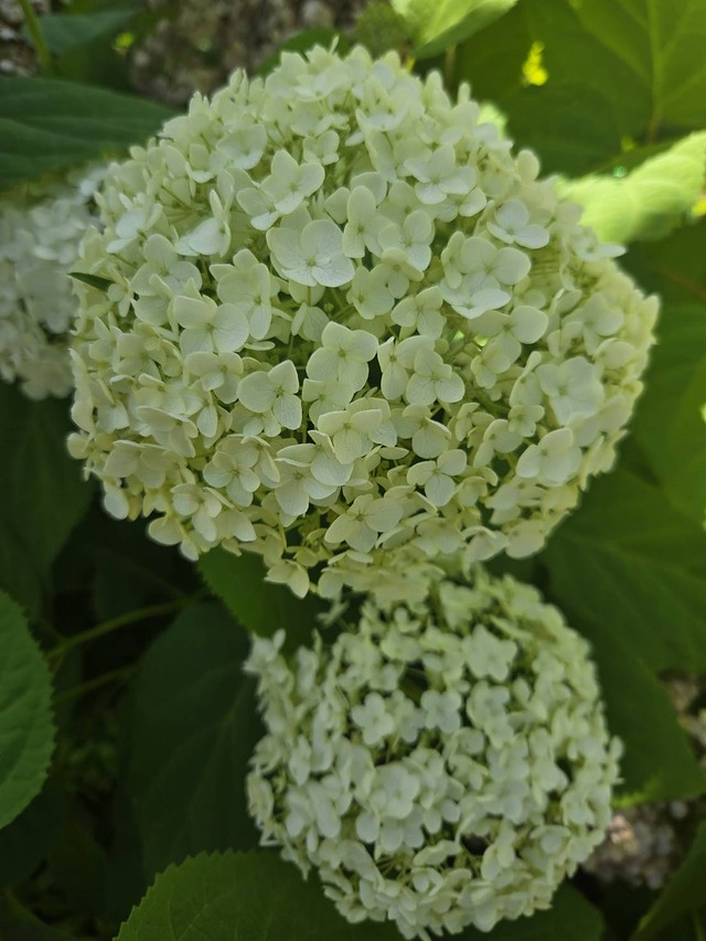 紫陽花