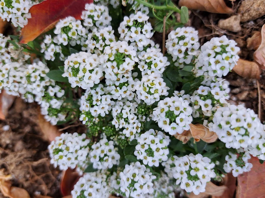 落ち葉から覗く白い花