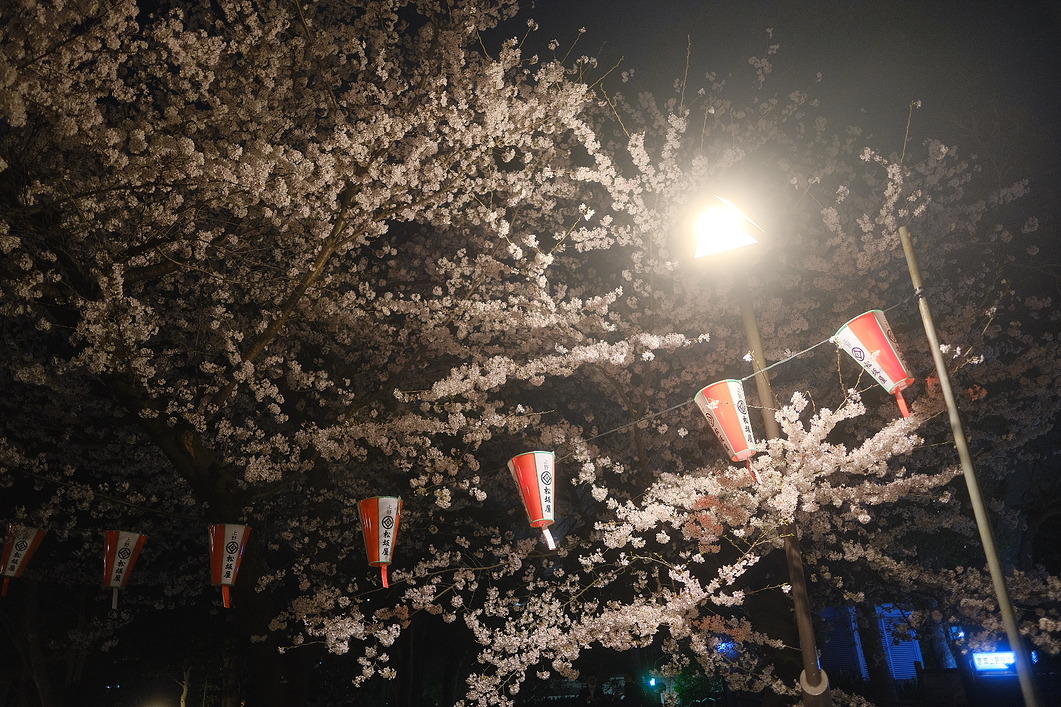 上野！夜桜！