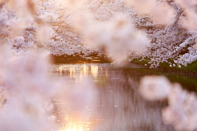 '満開の桜が池の水面に映り込む春の風景'
