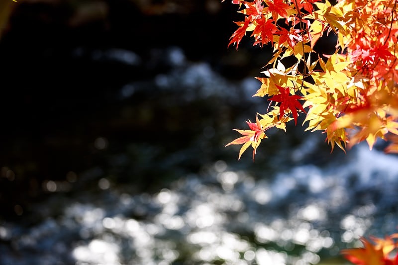 秋の小川に映る紅葉と黄葉が流れる水に映る風景