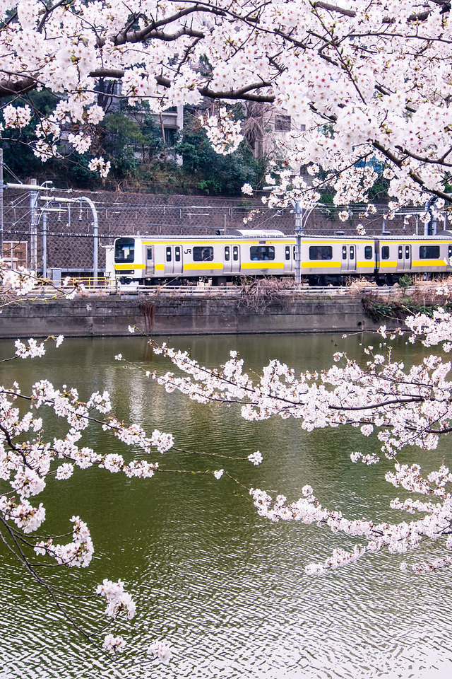 '川沿いの線路を走る白と黄色の電車を囲む満開の桜の枝'